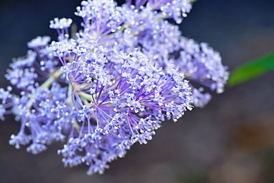 Ceanothus arboreus 'Trewithen Blue' - latnatec stromovitý 'Trewithen Blue'- květenství (detail)